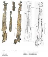 Prionosuchus plummeri , anfíbio labirintodonte  , que apresenta a região anterior da cabeça alongada., encontrado em localidade a  6km a sul de Pastos Bons na estrada Pastos Bons-Nova Iorque, Maranhão. Fonte: Price, 1948