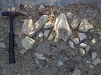 Fragmentos de ossos fossilizados