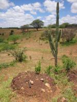 Brecha sedimentar e vegetação típica da caatinga