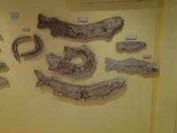 Exemplares de peixes fósseis do Membro Romualdo, expostos no Museu Paleontológico de Santana do Cariri. Foto: Freitas, L.C.B.