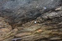 Megacristais de feldspato (plagioclásio) em gnaisse. Martelo orientado para Norte.