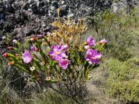Tipos de flores que ocorrem na trilha do Pico das Almas. Foto: Violeta de Souza Martins,2016.