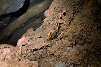Esqueleto-fóssil de um animal pré-histórico gigante. Fonte: http://www.panoramio.com/, cedida pelo autor Ricardo Feres.