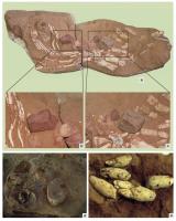 Figura 9 - Icnofósseis de vertebrados registrados nos sítios de General Salgado: (a) Região abdominal de Baurusuchus (UFRJ DG 288-R) apresentando gastralia, costelas, um membro anterior, associados a gastrólitos; (b) e (c) vista ampliada dos gastrólitos; 