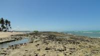 Vista no sentido S-N do recife da Praia dos Carneiros, formado por arenitos de praia com intercalações de algas codiáceas do gênero Halimeda. Foto: Rogério Valença Ferreira.
