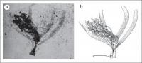 Figura 6 - Flor fóssil procedente da Formação Fonseca - Eriotheca prima, Família Bombacaceae (DGM 1436 Pb). (a) Impressão; (b) Reconstituição ilustrativa. (Duarte, 1974).