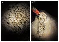 Figura 7 – a) Espeleotema de cristais de aragonita ; b) coraloides crescendo sobre escorrimento com microtravertinos (Fotos: Frederico Moreira). Acervo da SEE.