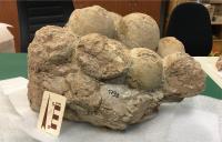 Fig. 2 - Ninhada de ovos de dinossauro foi encontrada no geossítio.