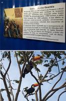 Fig. 3 - a) Foto do painel explicativo sobre o contexto histórico que envolve o geossítio; b) tucanos da ave fauna da regional.
