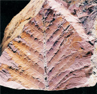 Amostra de fóssil mais importante Dicroidium zubei. Autor: Da Rosa et. al. 2009