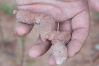 Fragmento de coprólitos (fezes fósseis)encontrado no afloramento.(Autor: Henrique Zerfass/2005)