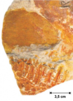 Impressão de fronde de Botrychiopsis valida
encontrada no nível de roof-shale do Afloramento Quitéria
(Fácies Sm), apresentando ráquis robusta e pínulas
reniformes bem definidas. Jasper et. al. (2008)