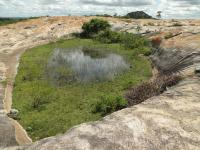 Pequena lagoa no topo do lajedo, resultado da ampliação de uma bacia de dissolução, entulhada de sedimentos argilosos e com vegetação de gramíneas. Foto: Rogério Valença Ferreira.