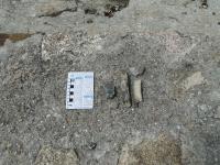 Fragmentos de ossos fossilizados, possivelmente de megafauna pleistocênica, encontrados em tanque do lajedo. Foto: Rogério Valença Ferreira.