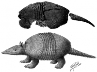 No alto: parte da carapaça de Propraopus, exposta no Museo de La Plata (Argentina); embaixo: reconstrução do organismo. Autor: Buchmann, F. S.; et. al. (2010)