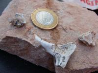 No afloramento Linha da Gruta foram coletados fragmentos de ossos e em primeira análise de campo foram classificados como de dinossauros e  procolofonídeos. (Autor: Michel Godoy/2008)