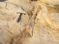 Fóssil de tronco de coníferas aflorando na rocha arenítica de idade triássica superior. (Autor: Michel Godoy/2009)